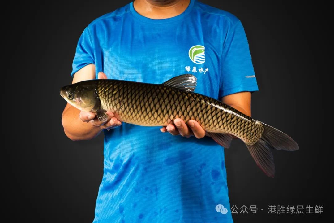 鲩鱼