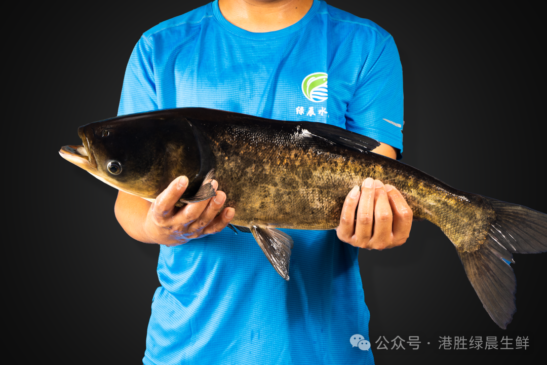 大头鱼