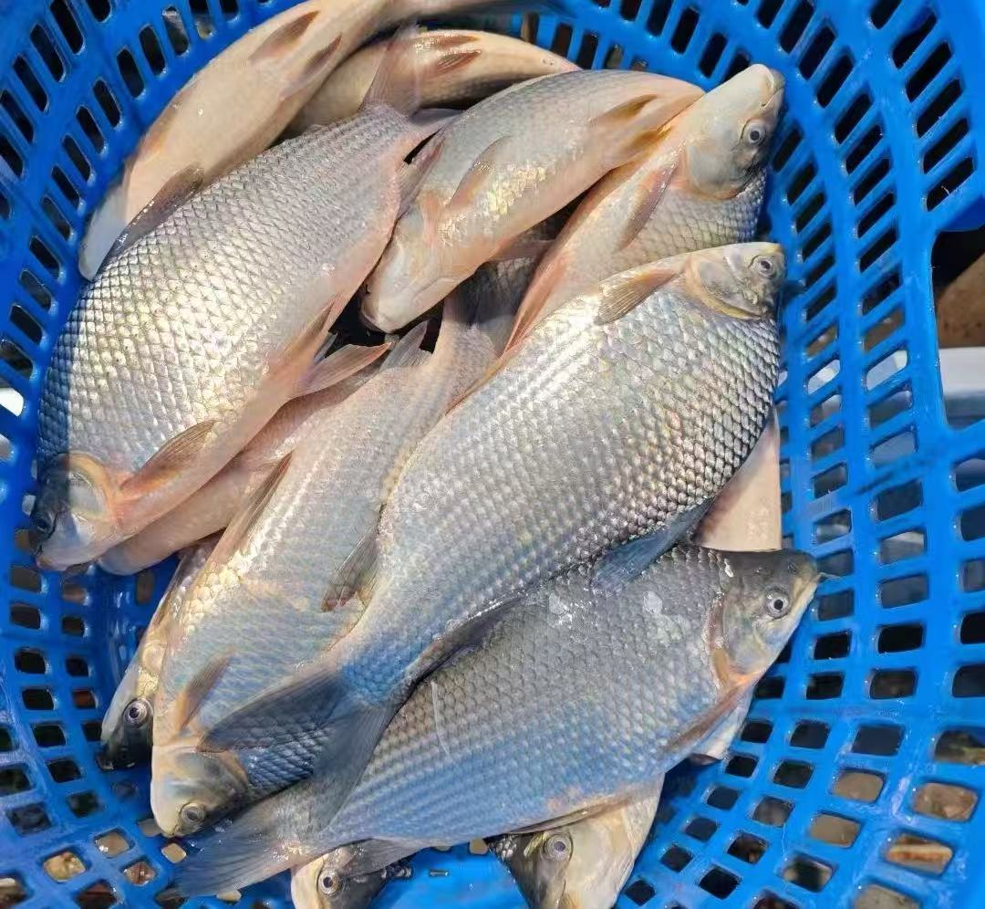 巴西鲷